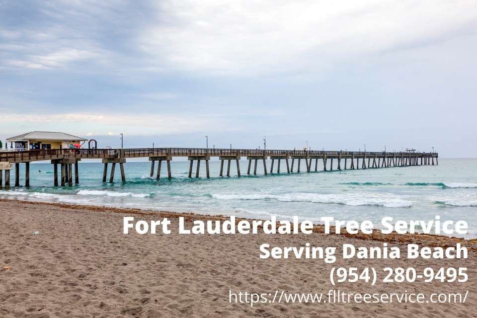 Dania Beach Pier with Fort Lauderdale Tree Service's tree company info - a tree company serving Oakland Park FL