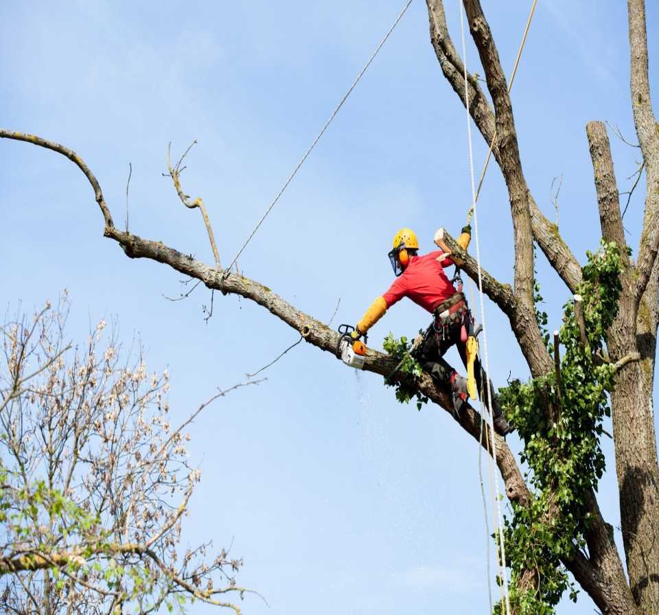 A tree surgeon in safety gear uses a chainsaw to trim a branch while secured with ropes in a tree under a blue sky in Fort Lauderdale.